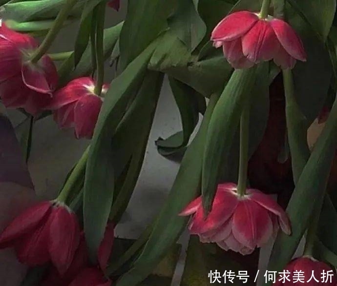 海王在便利店偷了一包虾条变成海贼王|背景图| 背景图