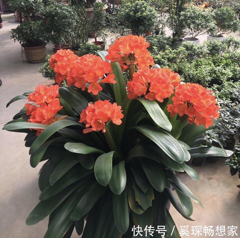 养君子兰“趁现在”,多做2件事,长成“大白菜”,一盆冒5个花箭