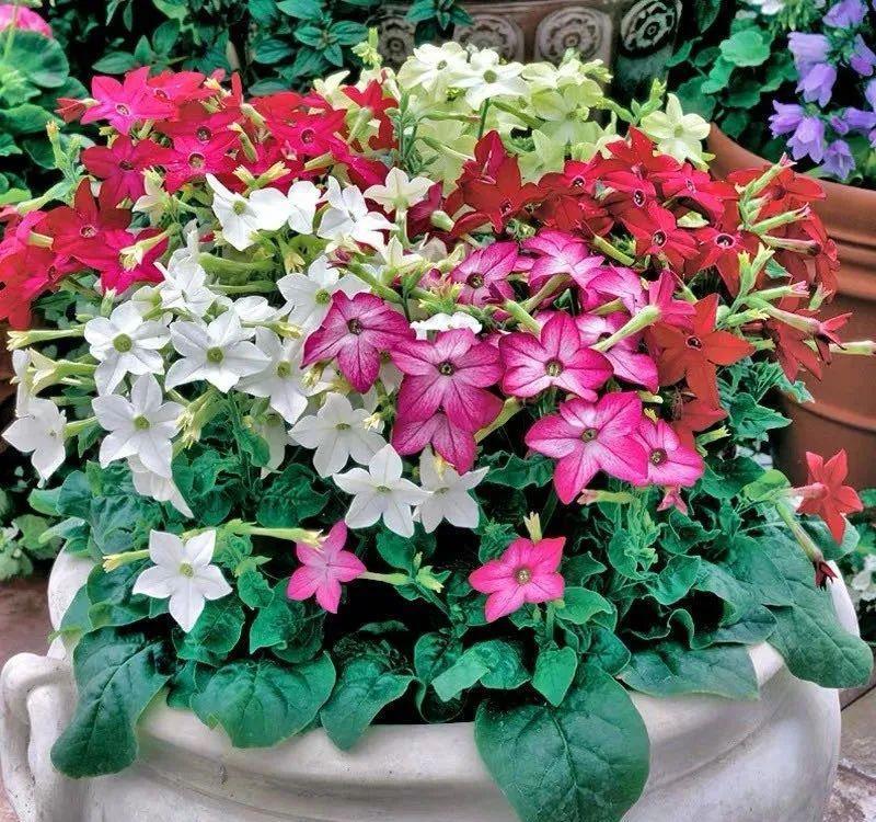 播种|7种“速生花”,现在丢土里,30天就长大,花香扑鼻真泼辣