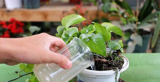 两件事|自制“淘米水”养花,掌握两个要点,发酵快无异味,养啥花都旺