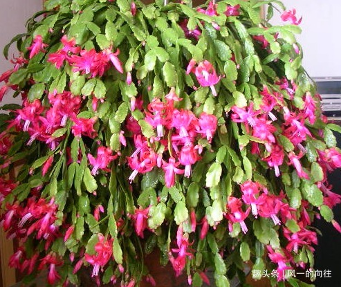 摆放|家养蟹爪兰摆放有讲究,学会这几个小技巧,轻松花开爆满盆