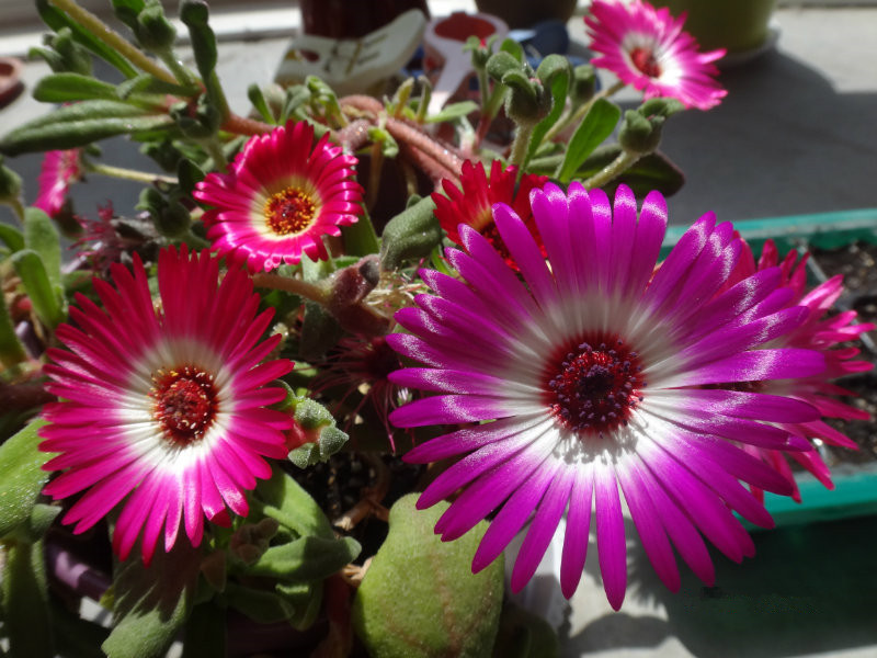 此观花型多肉植物，花色绚丽，一年多季开花，栽培容易，值得拥有