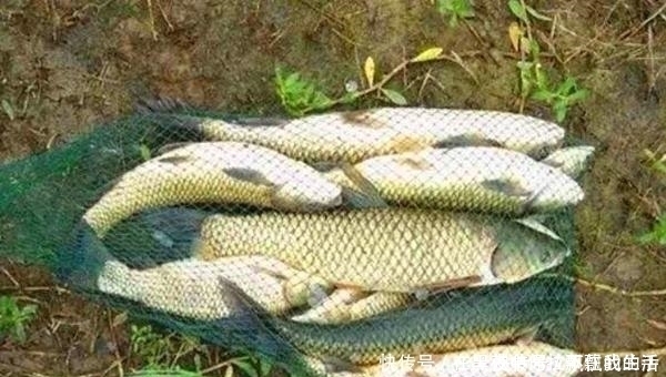 大草|夏季远投钓草鱼的多种方法,可钓底可钓浮,让你轻松钓获大草鱼