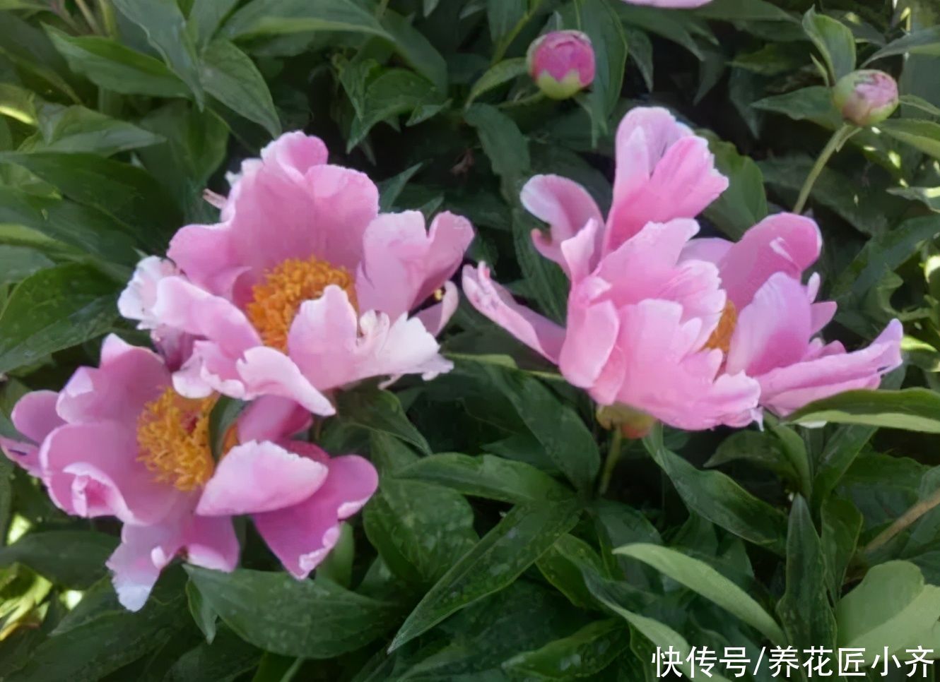 只有秋季可以买的2种花,想养赶紧入手,过期养不活