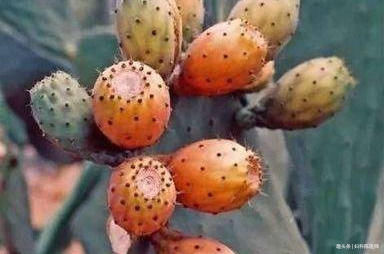 清热排毒|市场常见的3种食物,秋天常吃些,清热排毒,降压减脂,好吃不贵