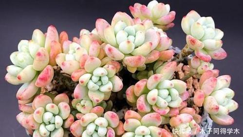 多肉植物|养了3年的多肉劳尔，长成老桩香味迷人，方法简单适合新手