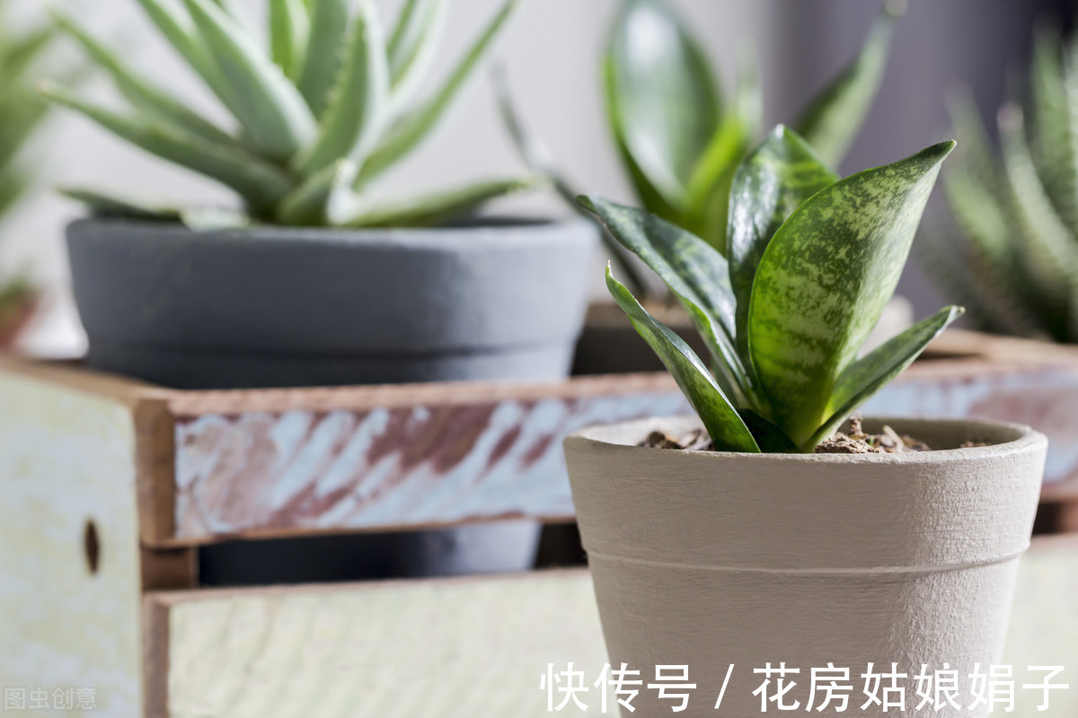 繁殖|老花匠养的虎皮兰叶厚芽多、颜色艳丽，只要做好6点，你也可以