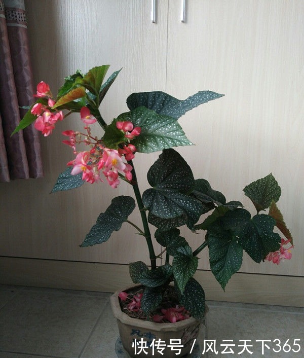 喜欢玫瑰,不妨养“珍稀名品”宠爱小姐,金蕊红衣,香气甜润!