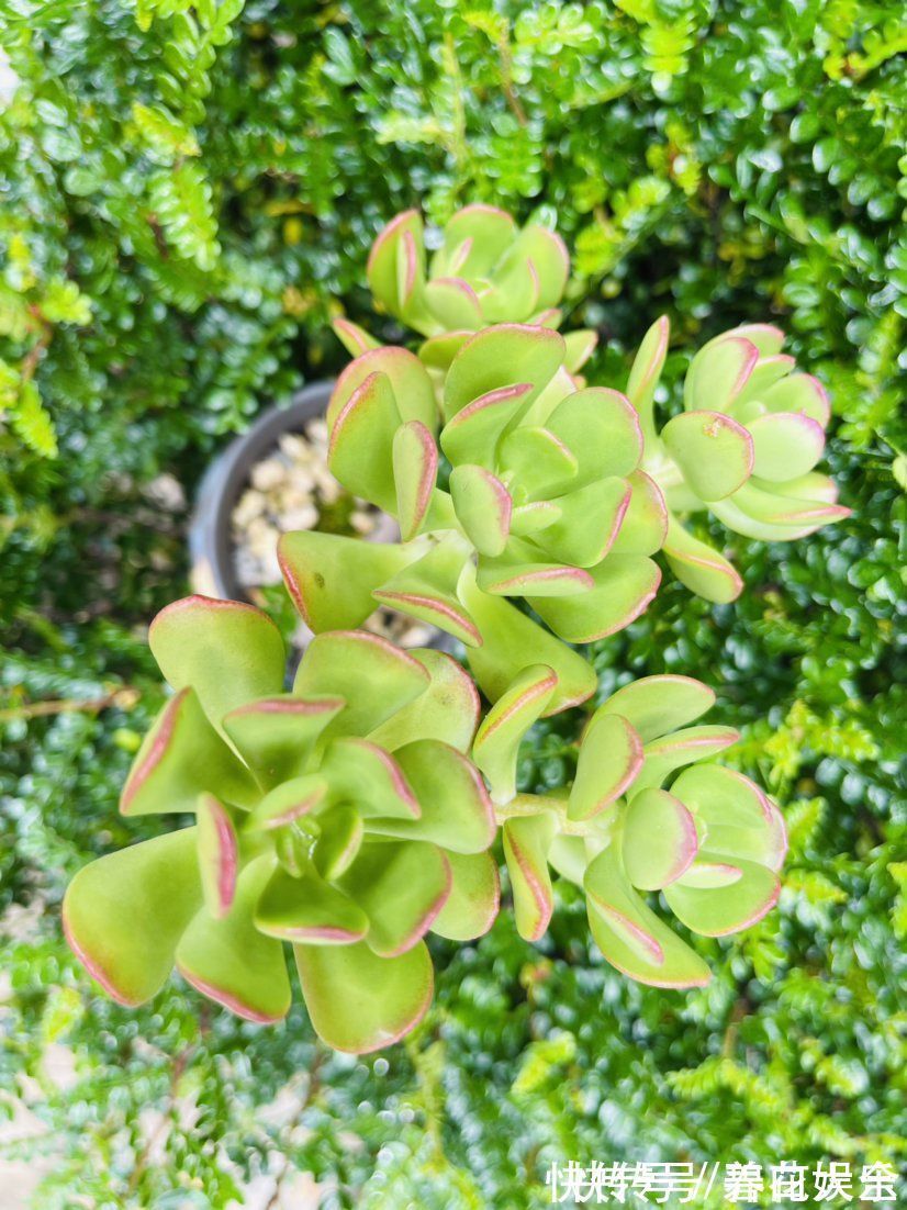 3种花喜欢“穷养”,塞进小花盆、少浇水,才能越涨越旺