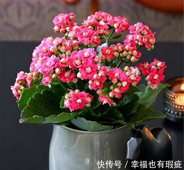 长寿花如何度过“夏难”早做1件事，避开3个坑，轻松开爆盆