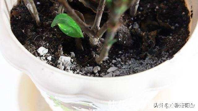 花盆|花盆里有小虫子，只需4个小方法，不用喷药，一只不剩，干干净净