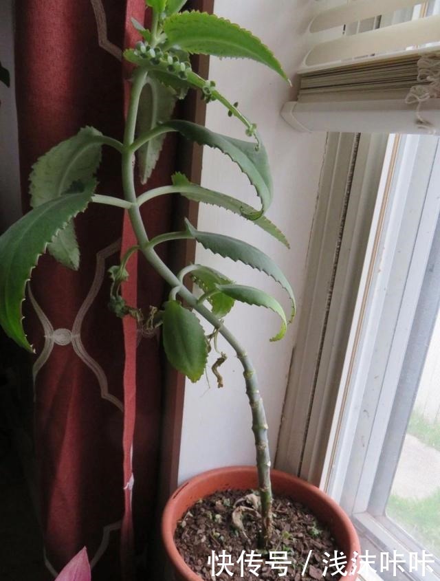 落地生根属的大家庭,品种多,花朵好看!