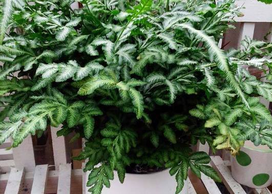 肥料|把它加在盆栽里，10年都不会积水烂根，再也不用花钱买肥料了！