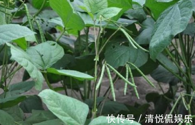 收获|绿豆产量低下,原来方法不对,掌握以下要点,收获吃不完的绿豆