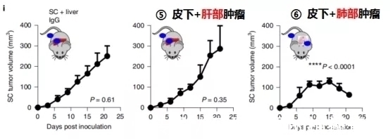 肝转移|让肺癌治疗失效的元凶竟然是它！逆转方法如此简单—抗癌管家