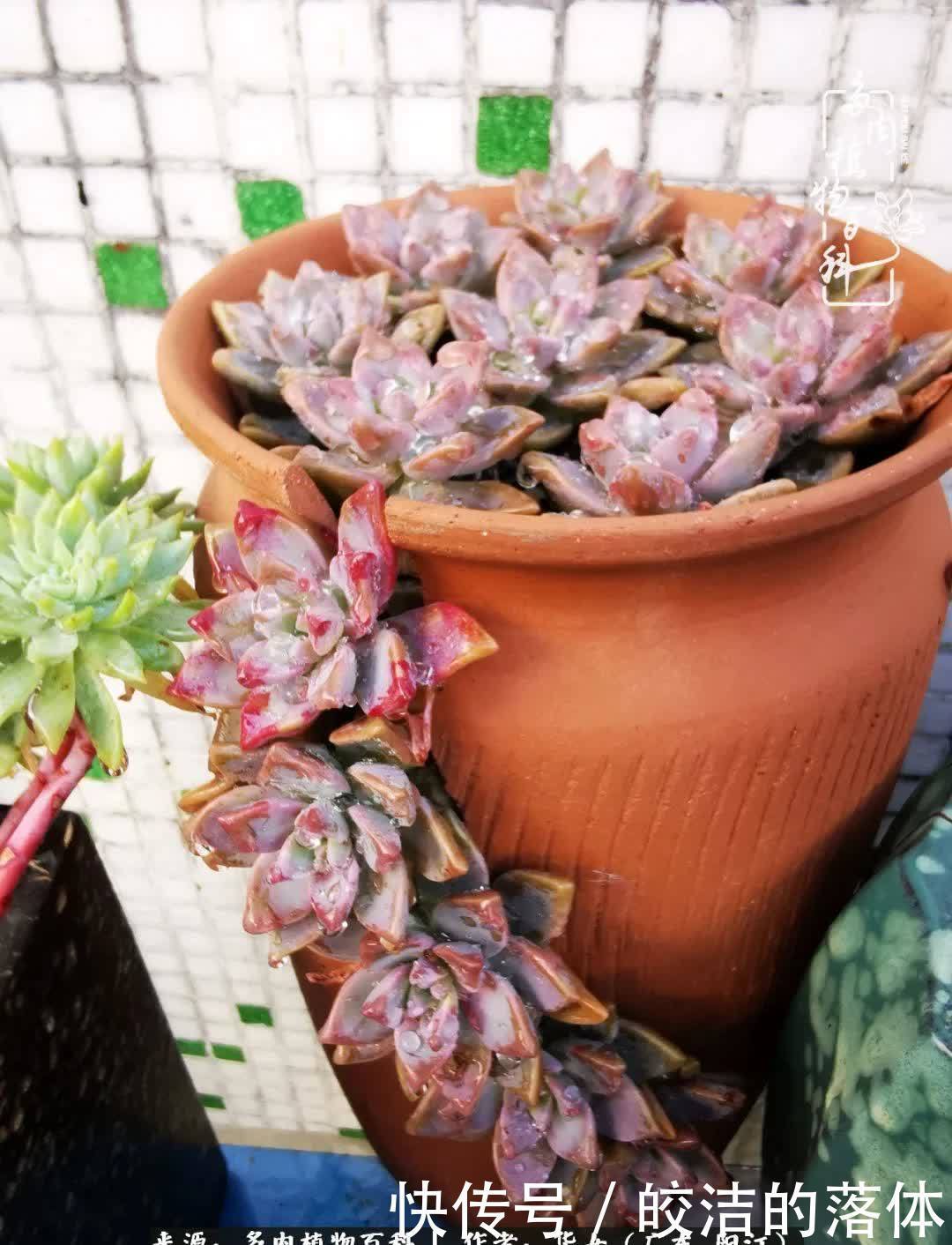 广东的冬天是多肉的春天,时间是最好的魔法师!