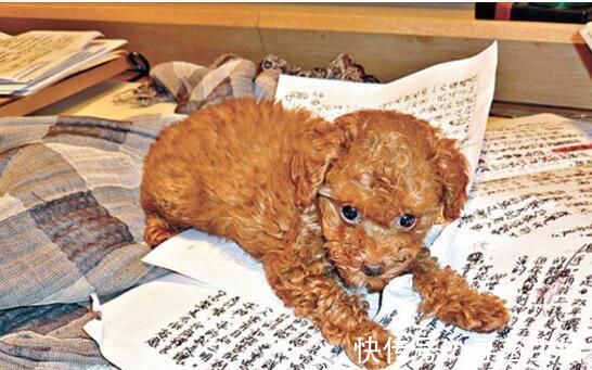 书法!“东方不败”林青霞的书法功底颇深,字迹洒脱大气,有启功体气息