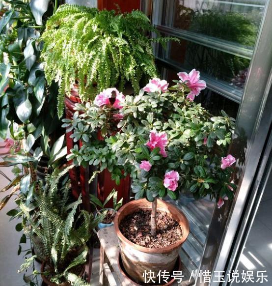 夏季换盆一时爽,“方法”错了,换完花卉死翘翘