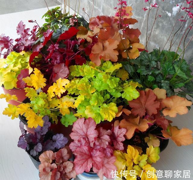 插土就能活!大半个月不用浇水,繁殖掐枝就能活,适合懒人