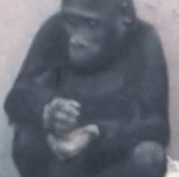 |搞笑GIF:小姐姐真是个狠人 下次过来记得带个铁盆