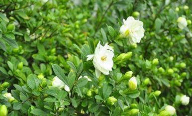 补水|栀子花还没开花花苞就掉了,到底要怎么养才会爆盆