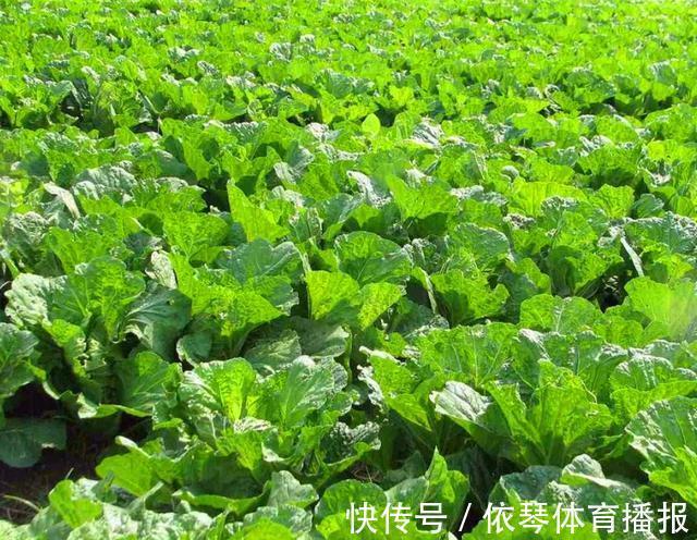 秋季买白菜,挑选大棵的还是小棵的?老菜农教你三招,鲜嫩又好吃