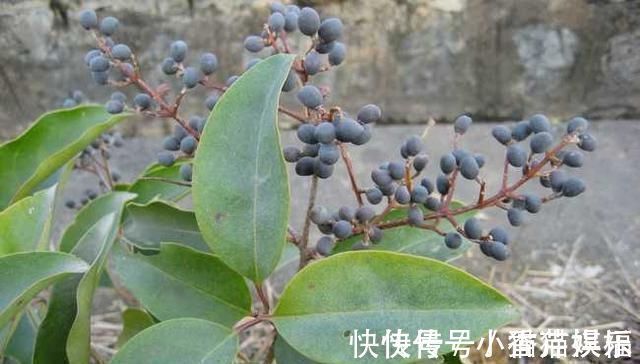 保肝护肝|它是养肝明目“特效药”,路边很常见,遇到别错过