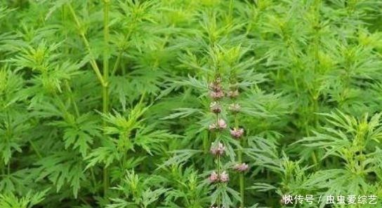 每天經(jīng)常吃幾種食物，營(yíng)養(yǎng)豐富，延緩衰老，早吃早好