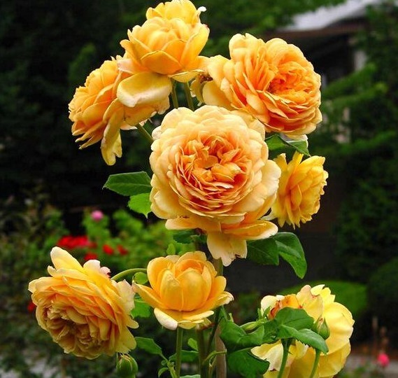 1种“黄金花”,开花金灿灿,花香胜茉莉,比玫瑰更娇艳,开三季