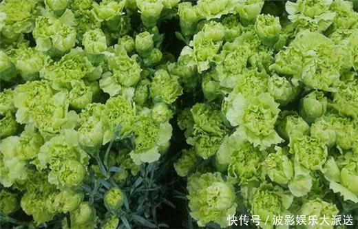 阳台养上一盆“它”花语健康有活力，花色“奇特”你值得拥有