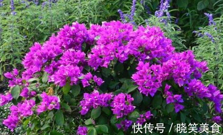 养6种花怕水多,烂根又烂叶,水少长势旺,开花开得多