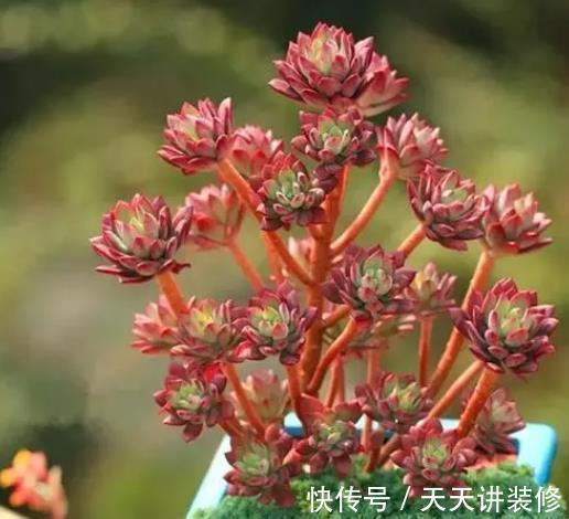 锦晃星|5种精致小巧的多肉植物,个个养成直立桩,造型别致好像艺术品