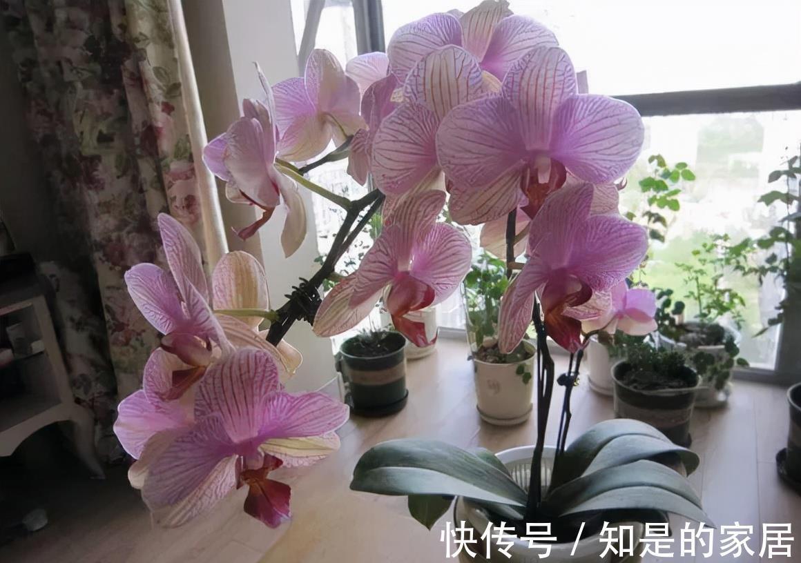 软腐病|5种花美则美矣，就是不好养，没有四五年的养花经验，越养越闹心