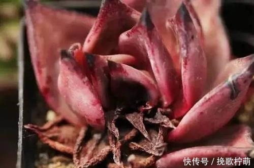 多肉“僵苗”是大事,搞不好就会“死翘翘”,学会3个方法解决!