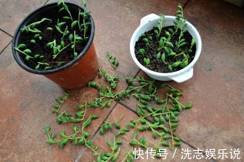 多肉到底多好扦插掉下来的叶片埋土里，自己又长一盆