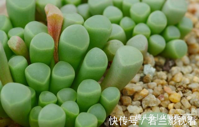 非洲遍地是“宝石”,却无人去捡,当地人:笑而不语