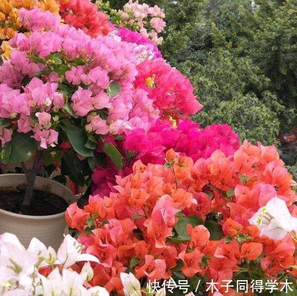 黄叶|栀子花三角梅,十有八九养不好?3个技巧,养成“花大树”