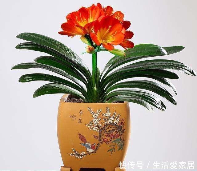 健康|家里万万要养这4种植物,家人身体会越住越健康,聪明人一眼就懂