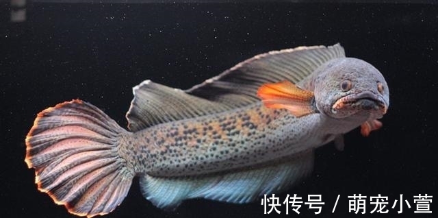 概念|黑色的观赏鱼,和黑鱼不是一个概念,养到最高级别的雷龙鱼很昂贵