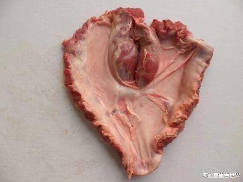 老屠夫：猪身上这块肉最补，一头猪只有一个，很多人却嫌它臭
