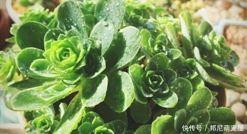 新手养肉难？这些好看又好养的多肉，非常适合新手！你都养过吗？