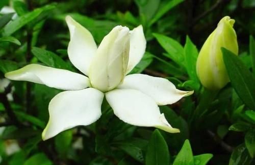 栀子花几天浇一次水？栀子花浇水过多了怎么办