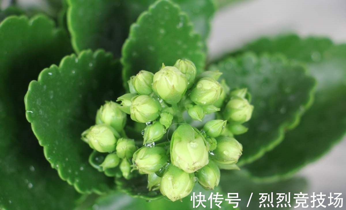 满盆|长寿花如何让它更“长寿”？仅需4步，小花苞就能开满盆