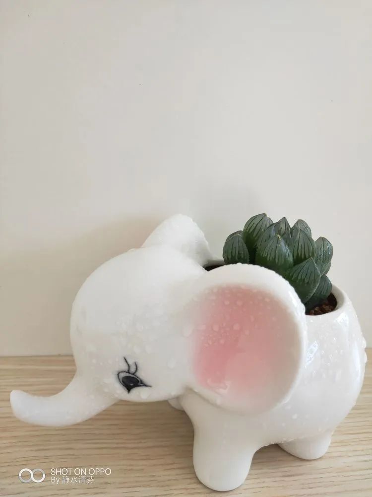 状态一般的多肉们,在我这儿已经是最美的存在了!