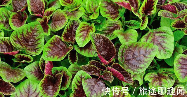 蔬菜|医生建议：想养胃的人，尽量避免吃这几种蔬菜，胃或会为你点赞