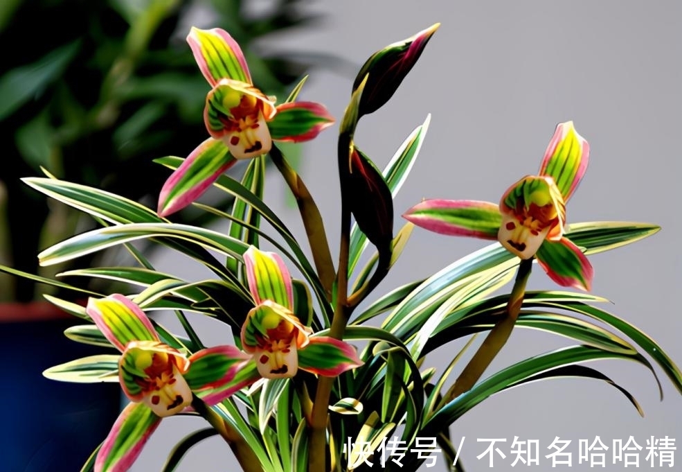 双色|这种兰花很“霸气”，花开双色，兰香浓郁，很好养，适合新手