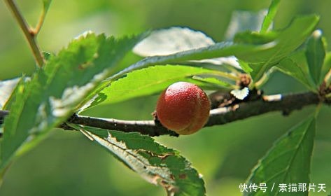 植物小知识!桃树叶用途神奇,8大知识赶紧来get吧