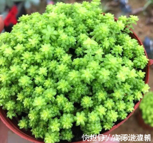 大叔|农场大叔的一个小妙招,多肉种在“这”上面,3个月都不用浇水!