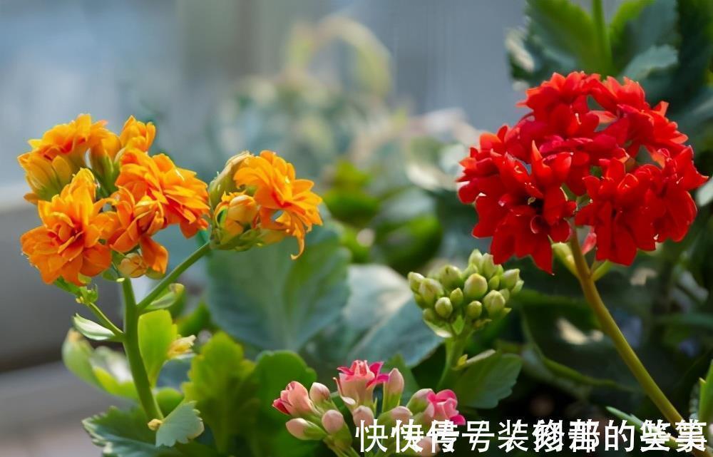 适合家里养的“健康花”，干净健康，还吉祥，格调高雅有品味