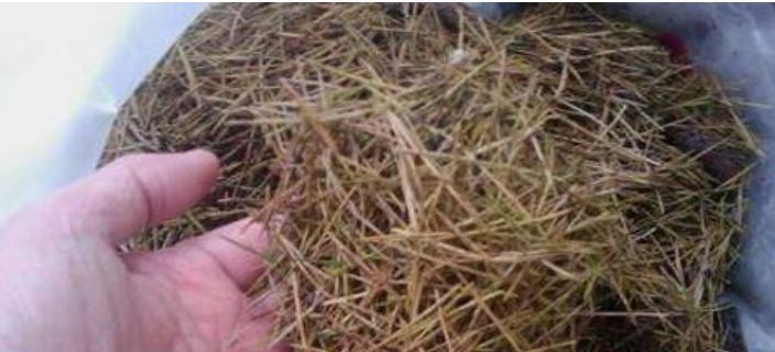 出门随手捡“3物”回来,丢兰花盆里,营养又透气,不烂根开花多